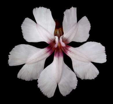 Image of Velleia rosea S. Moore