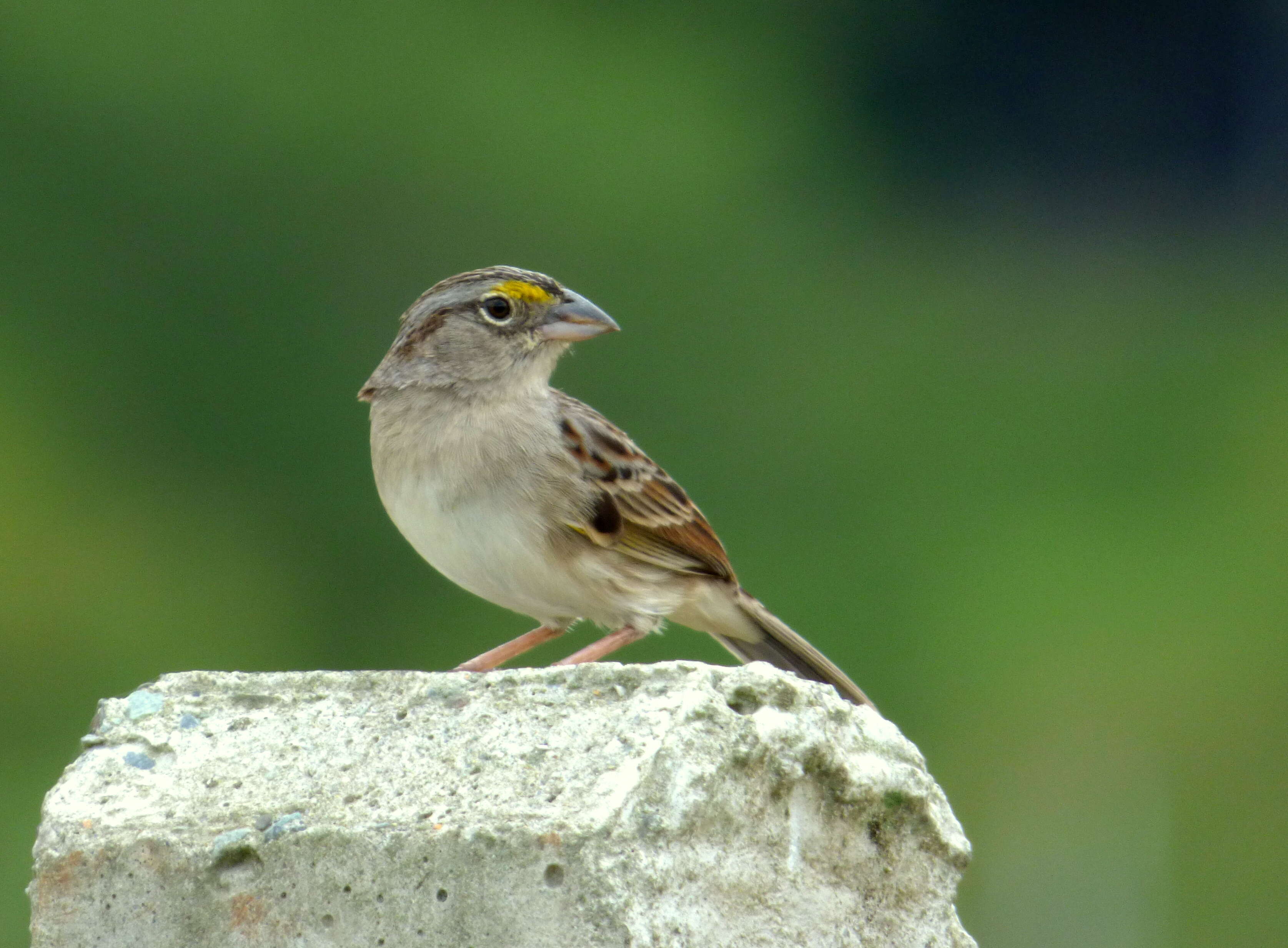 Image de Bruant des savanes