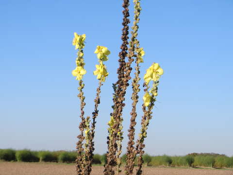 Image of Great Mullein