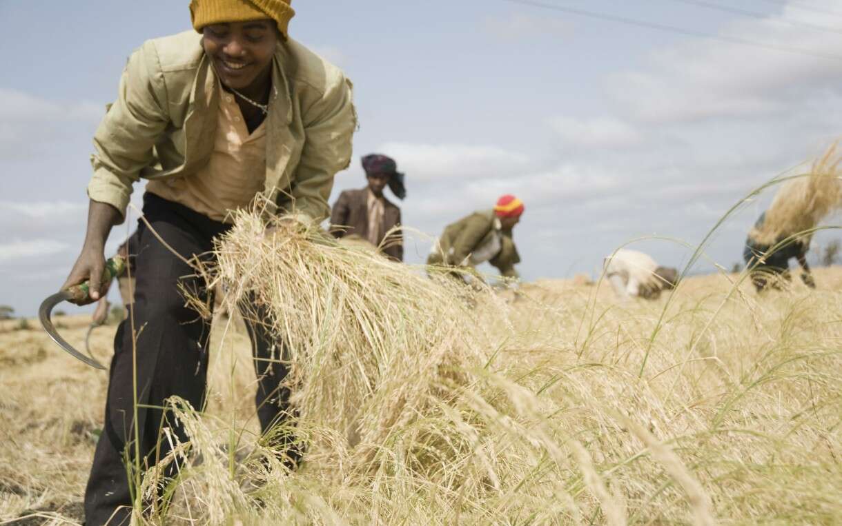 Image of teff