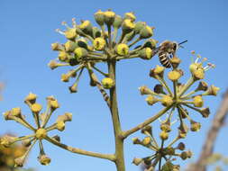 Image of Colletes hederae Schmidt & Westrich 1993