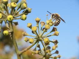 Image of Colletes hederae Schmidt & Westrich 1993