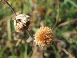 Image of common fleabane