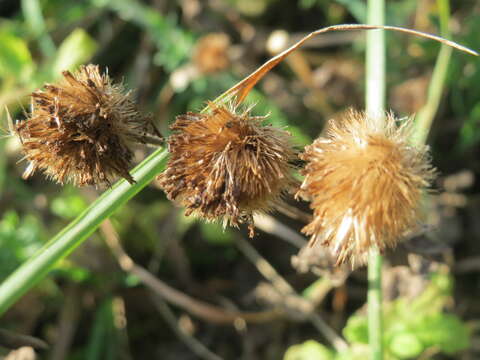 Image of common fleabane