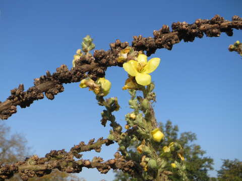 Image of Great Mullein