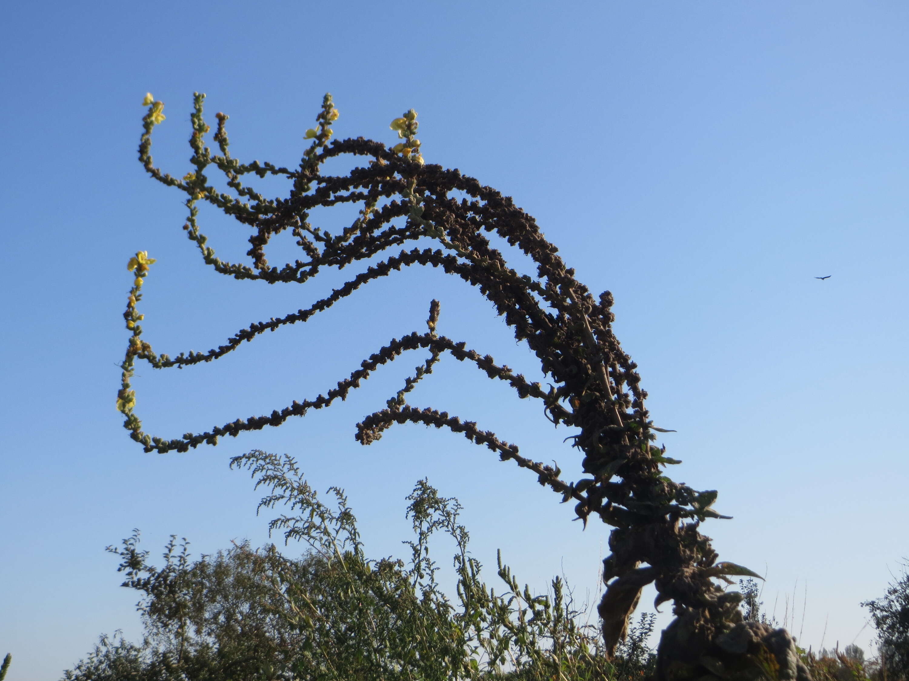 Image of Great Mullein