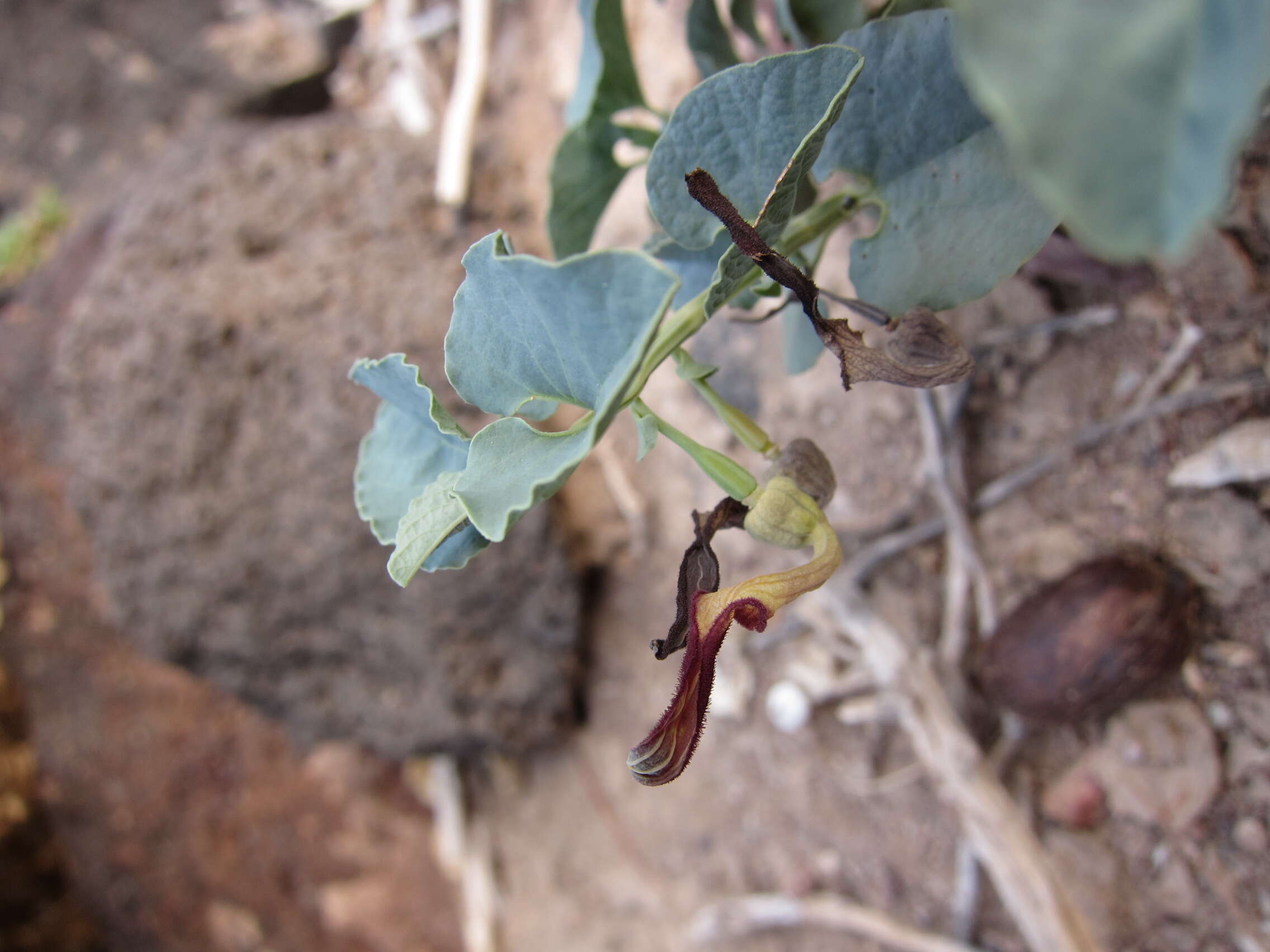 Image of Aristolochia bracteolata Lam.