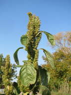 Image of Powell's amaranth