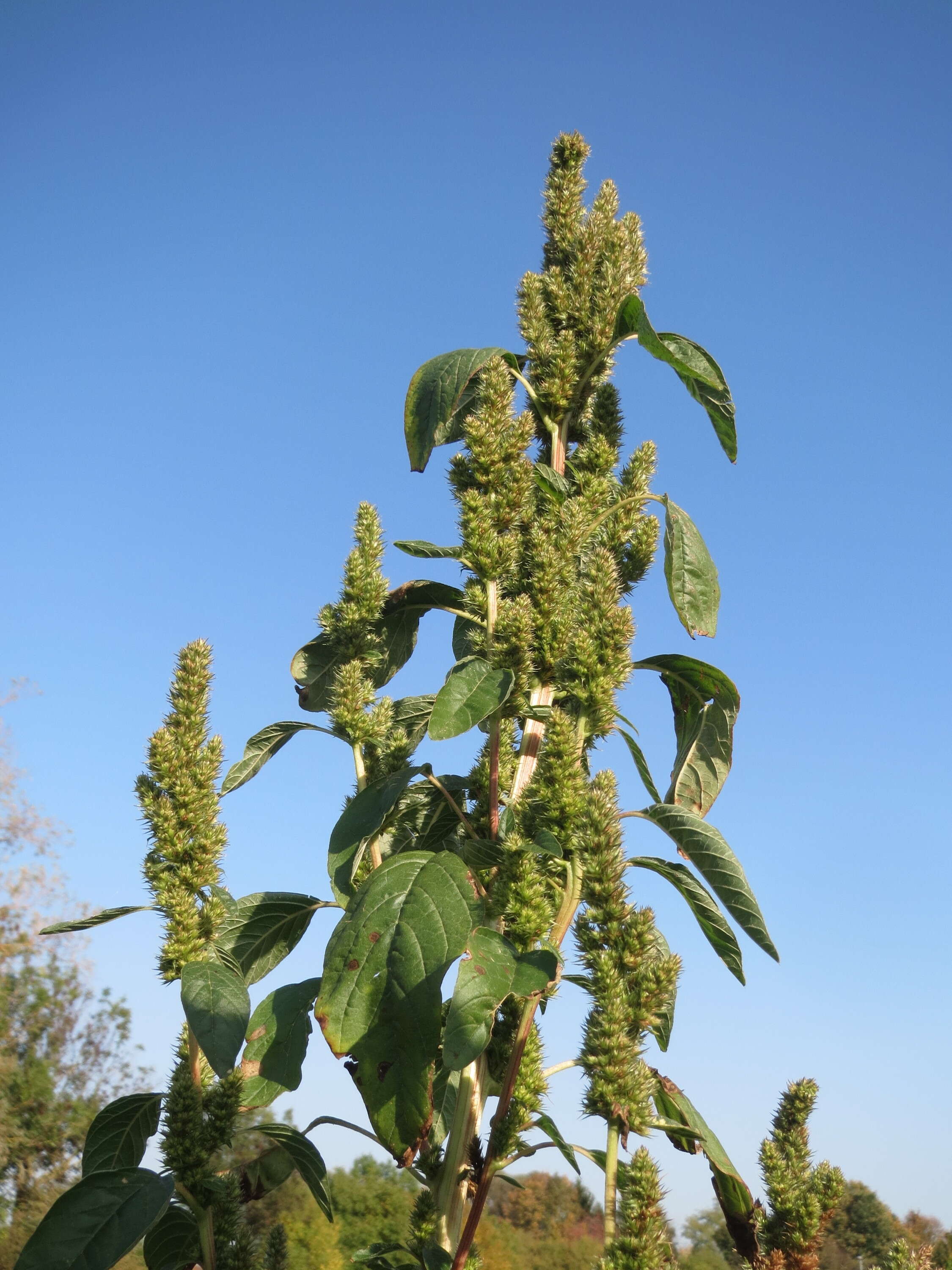 Imagem de Amaranthus powellii S. Wats.