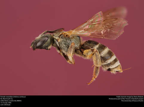 Image of Halictus confusus Smith 1853