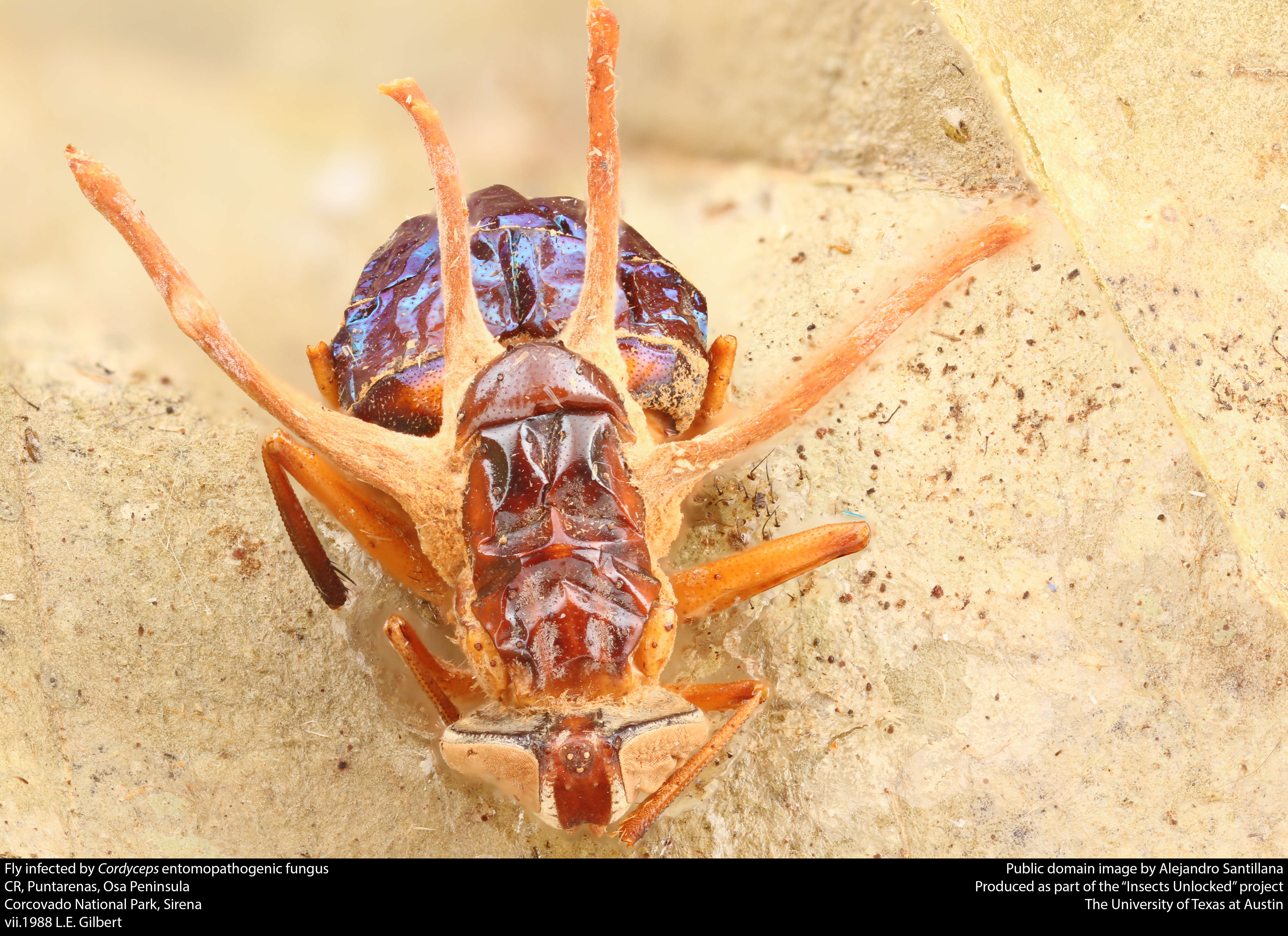 Image of Cordyceps