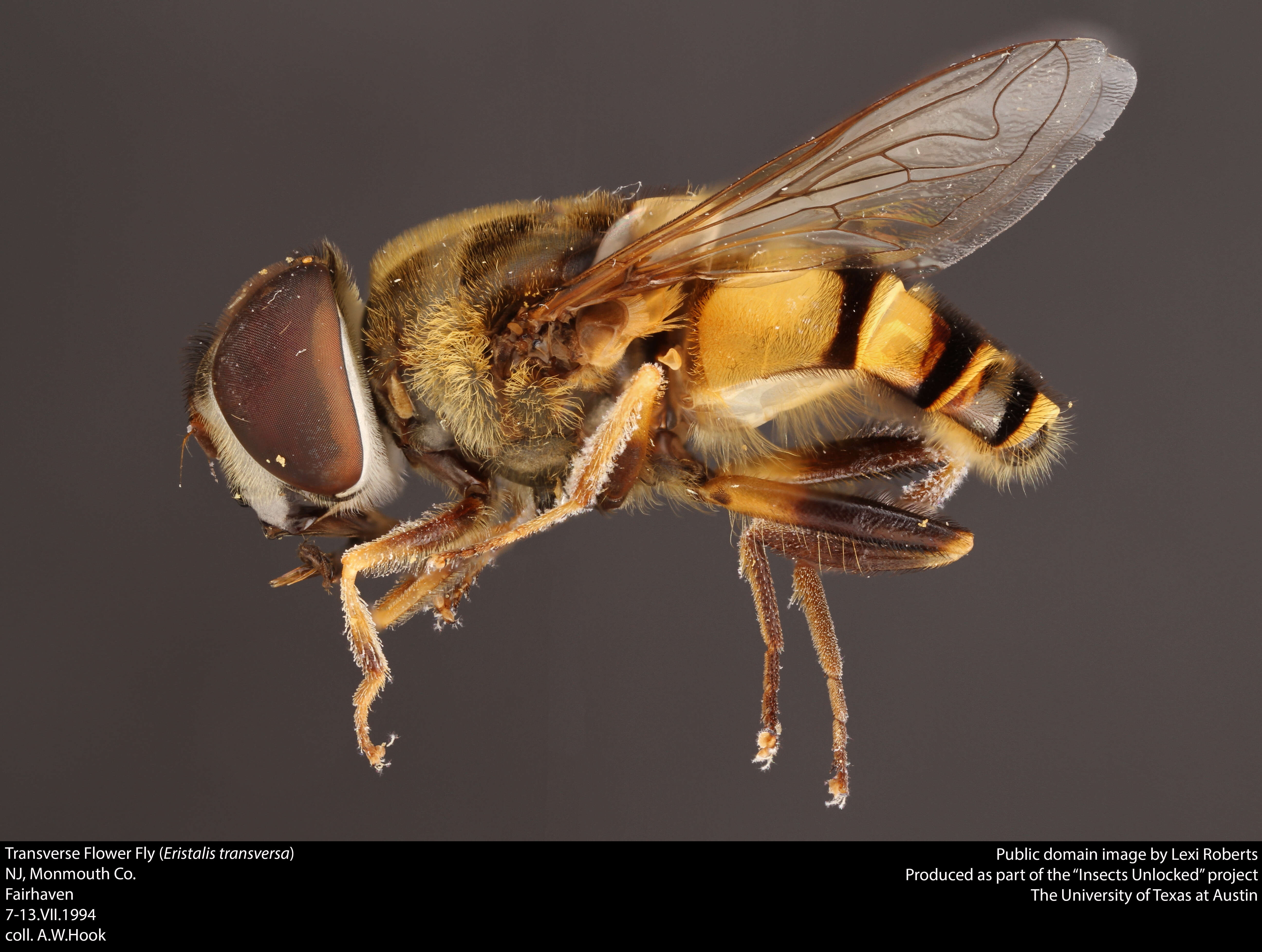 Слика од Eristalis transversa Wiedemann 1830