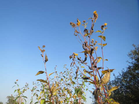 Image of Jerusalem artichoke