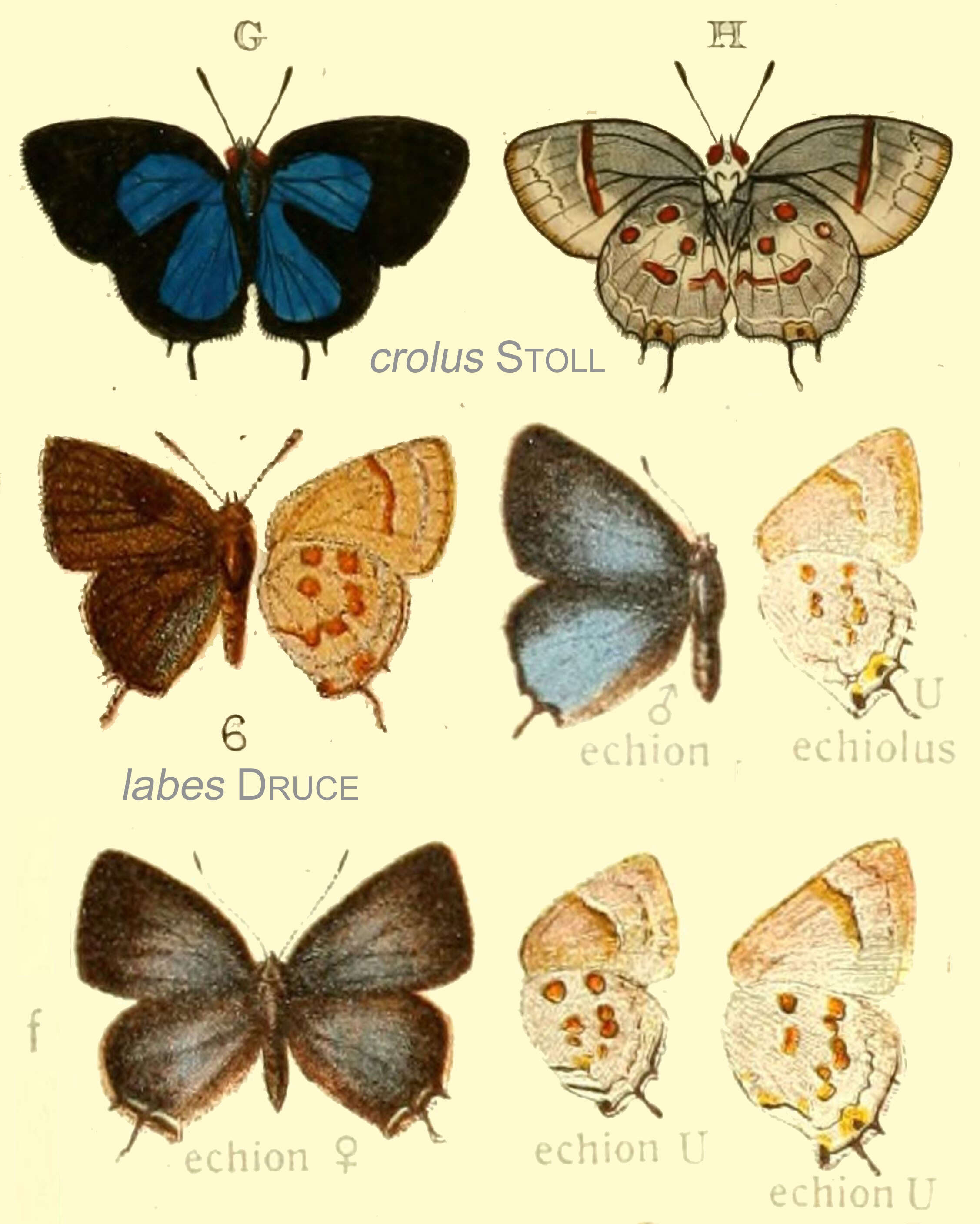 Слика од Tmolus echion (Linnaeus 1767)