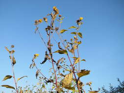 Image of Jerusalem artichoke