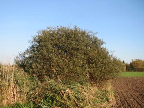 Imagem de Salix cinerea L.