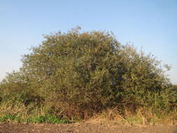 Image of Grey Willow