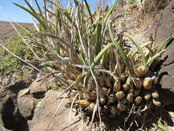 Image of Eulophia petersii (Rchb. fil.) Rchb. fil.