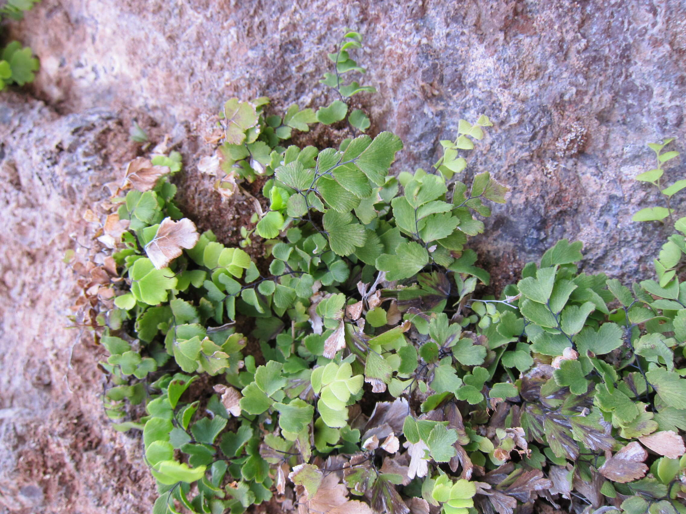 Слика од Adiantum capillus-veneris L.