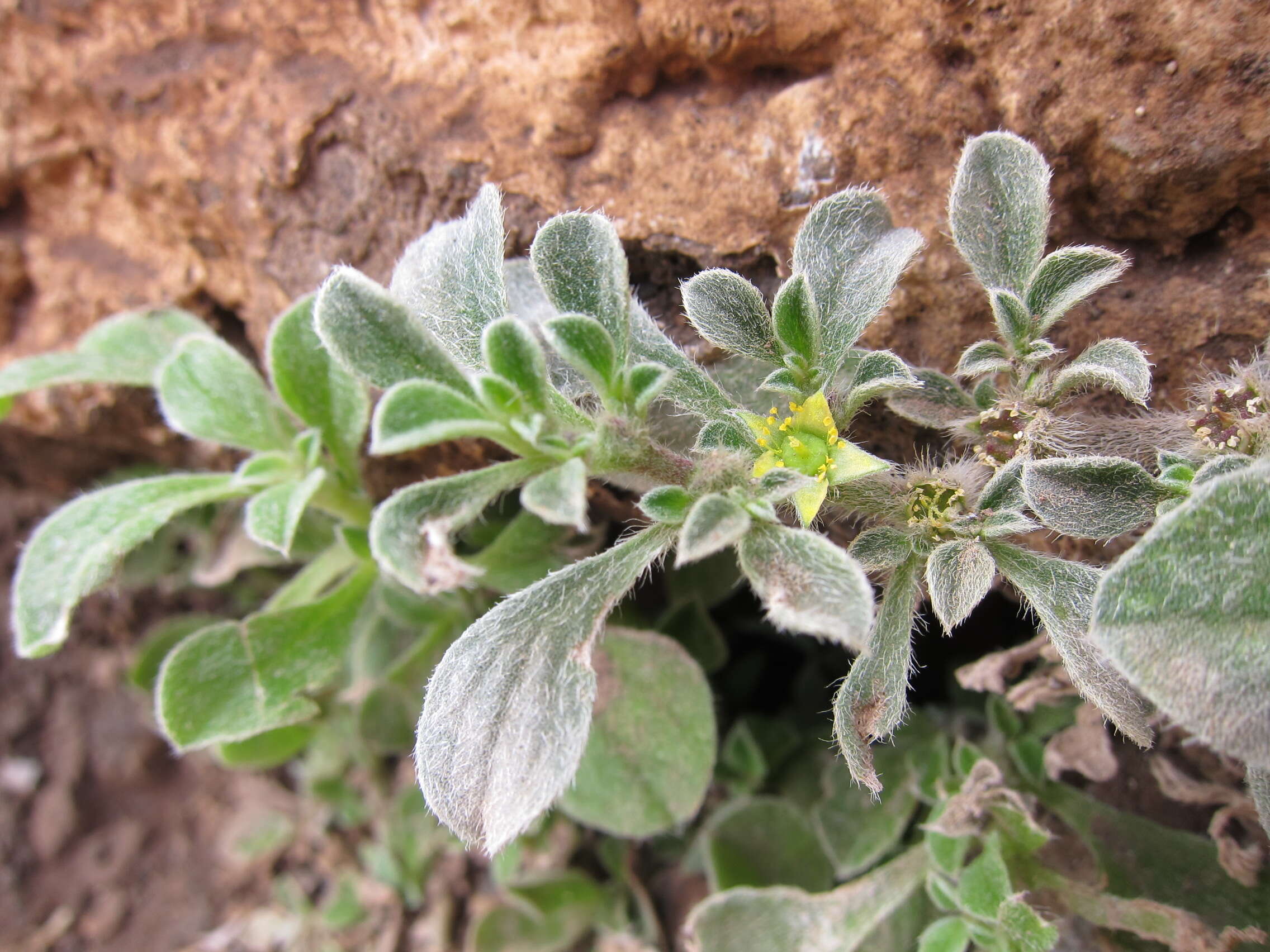 Image of Purslane-leaved aizoon