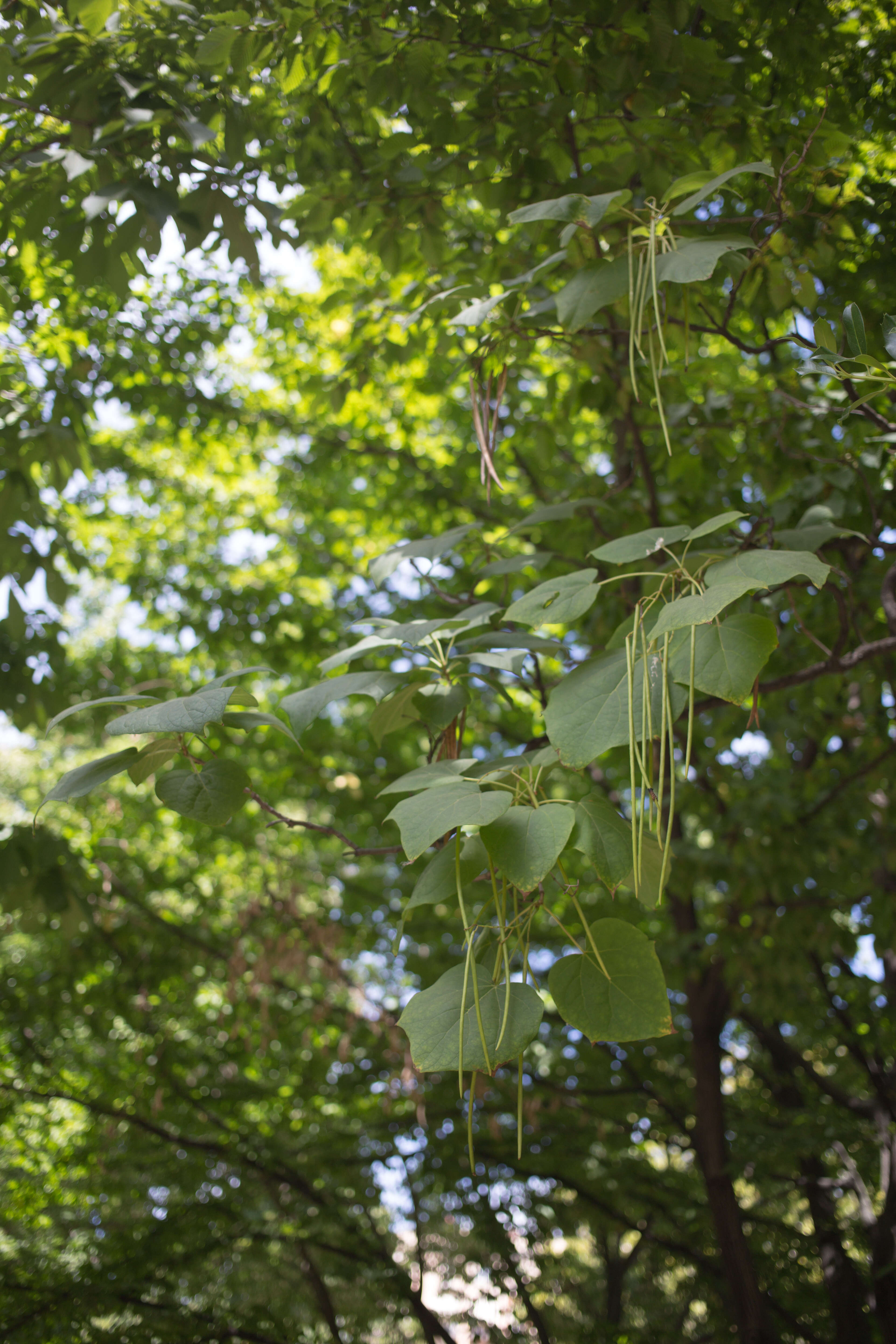 Image of Chinese catalpa