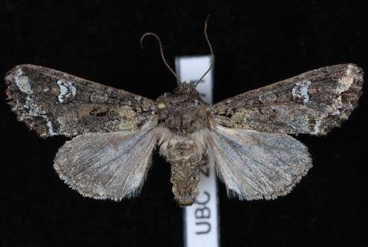 Image of Bertha armyworm