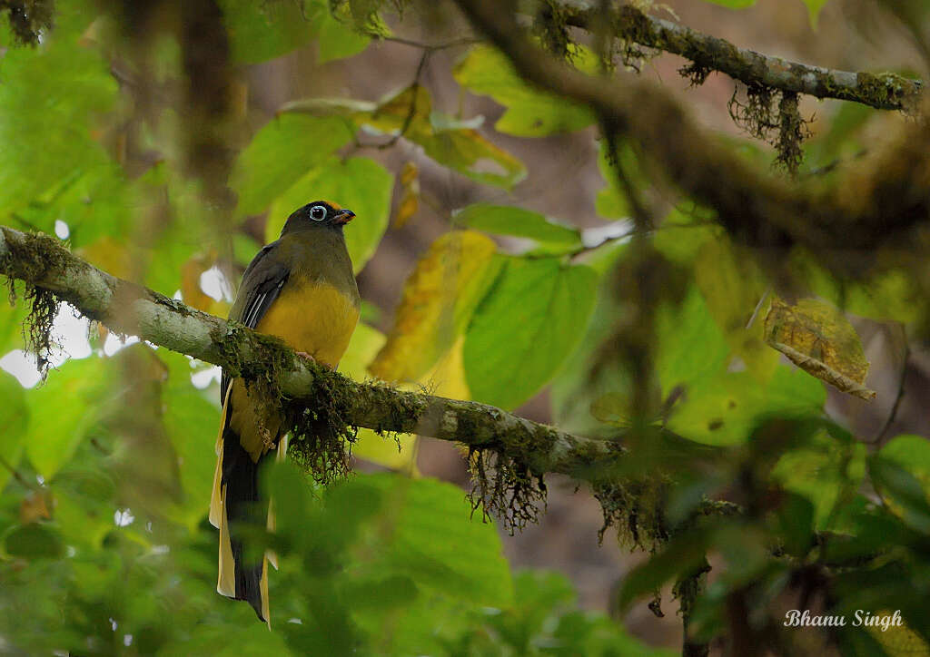 Image of Ward's Trogon