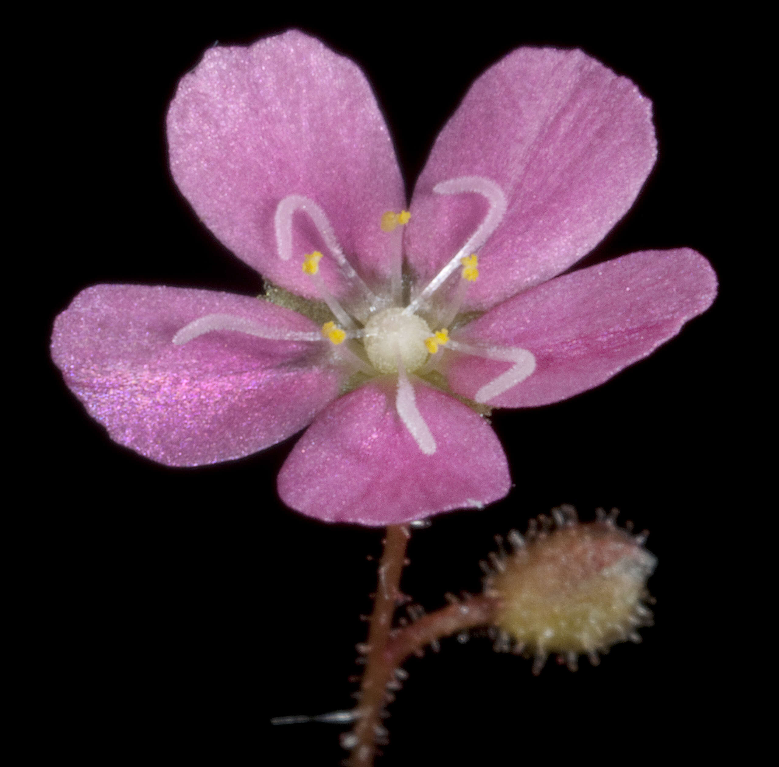 Image de Drosera pulchella Lehm.