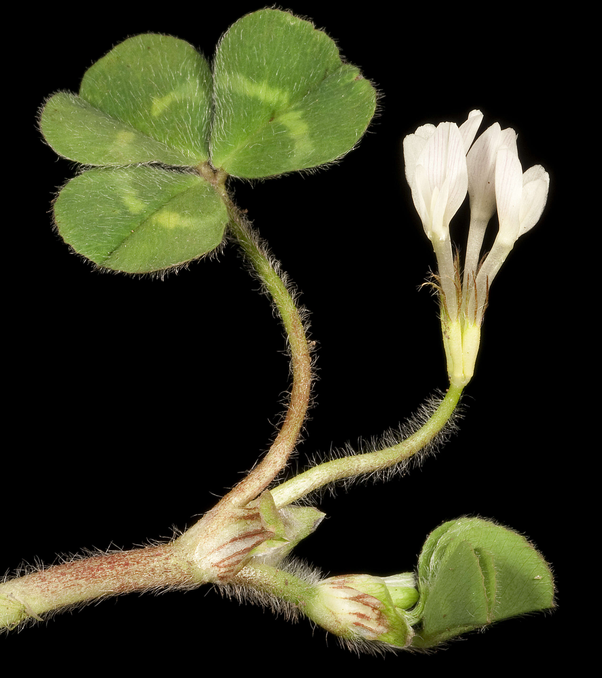 Image of subterranean clover