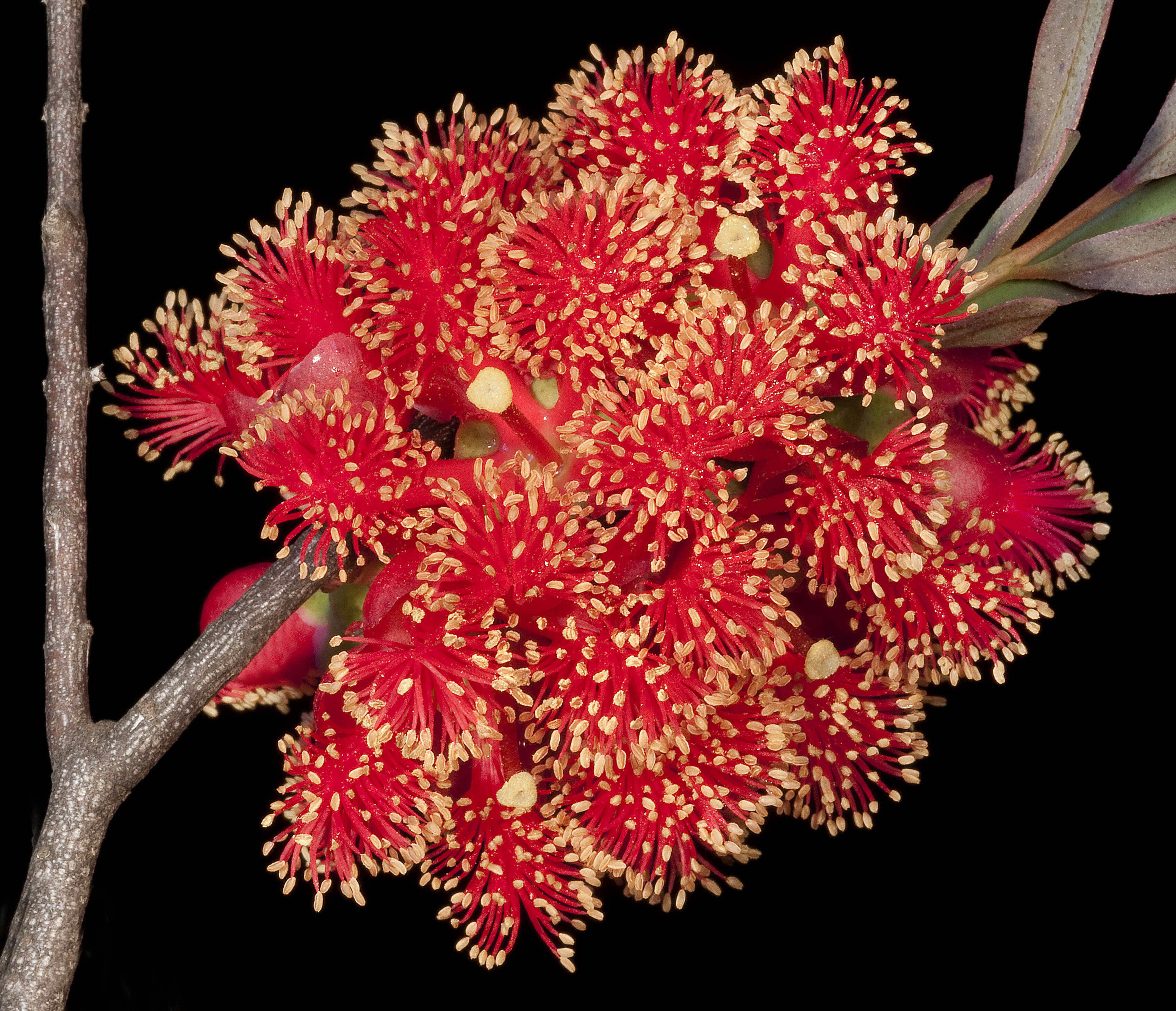 Image of Melaleuca fulgens R. Br.