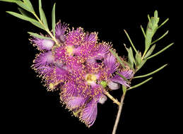 Image of Melaleuca fulgens R. Br.