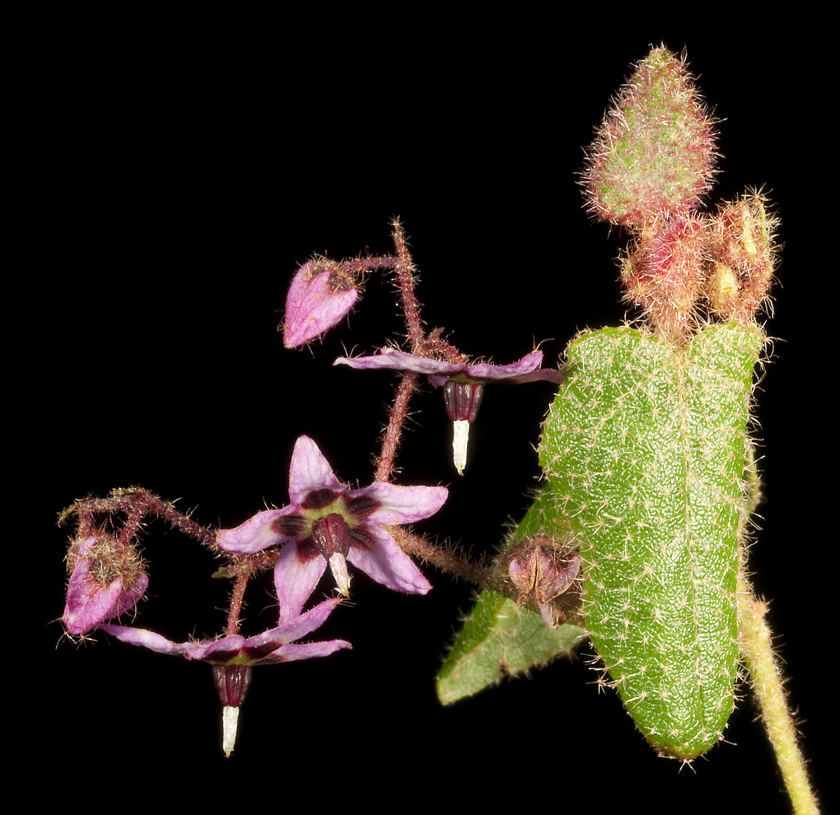 Image of Lasiopetalum