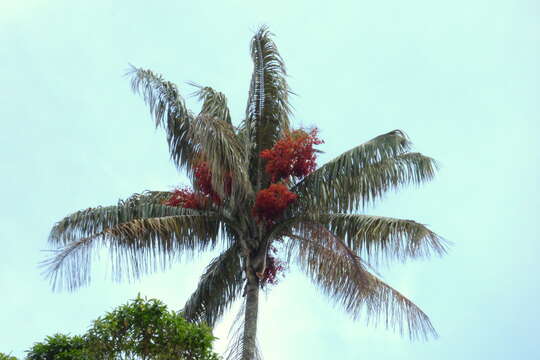 Image of wax palm