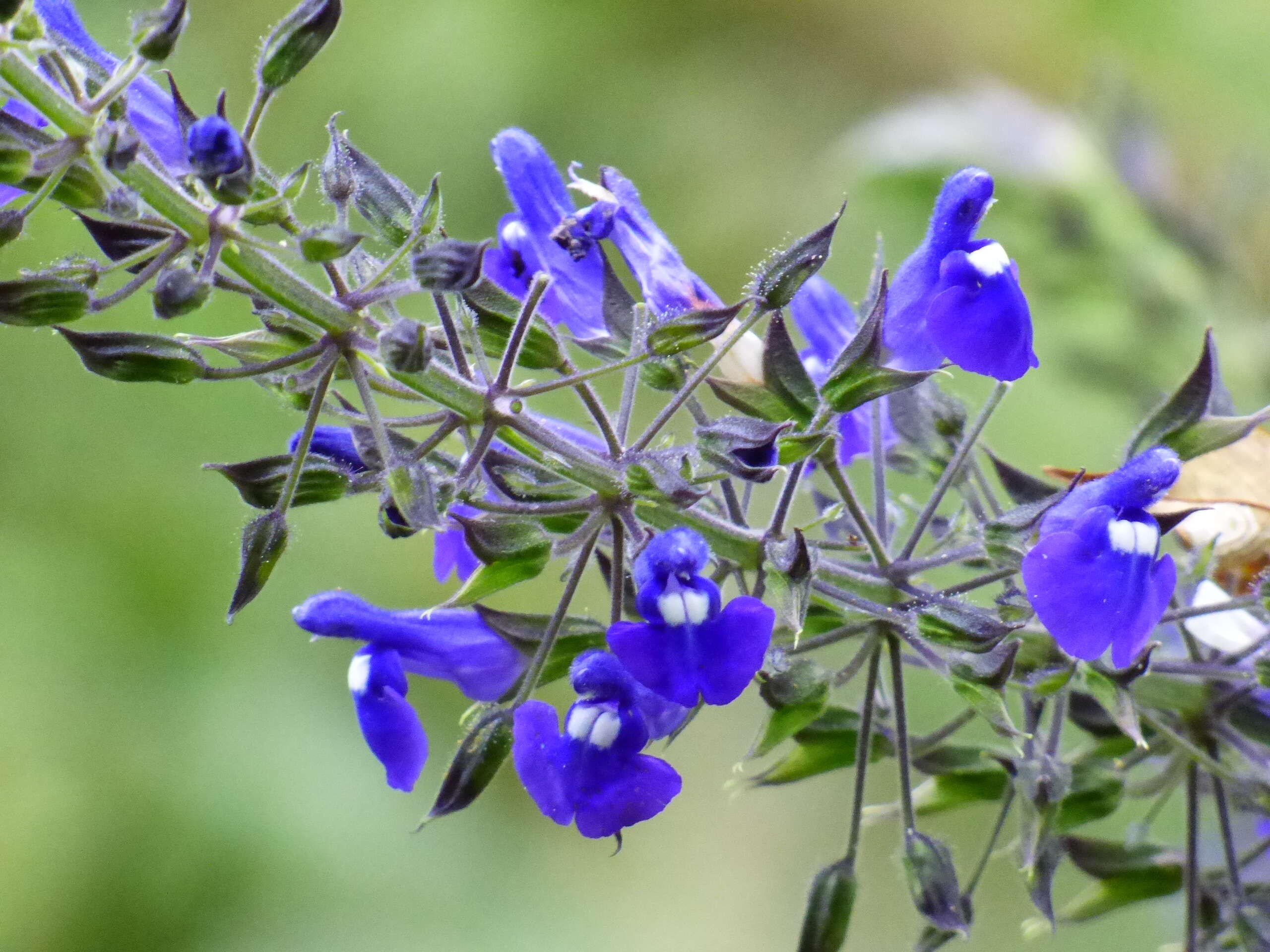 Image of Salvia mexicana L.