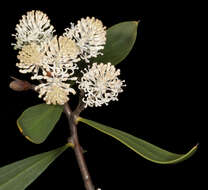 Image of pincushion tree