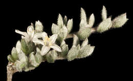 Image of Wilsonia humilis R. Br.