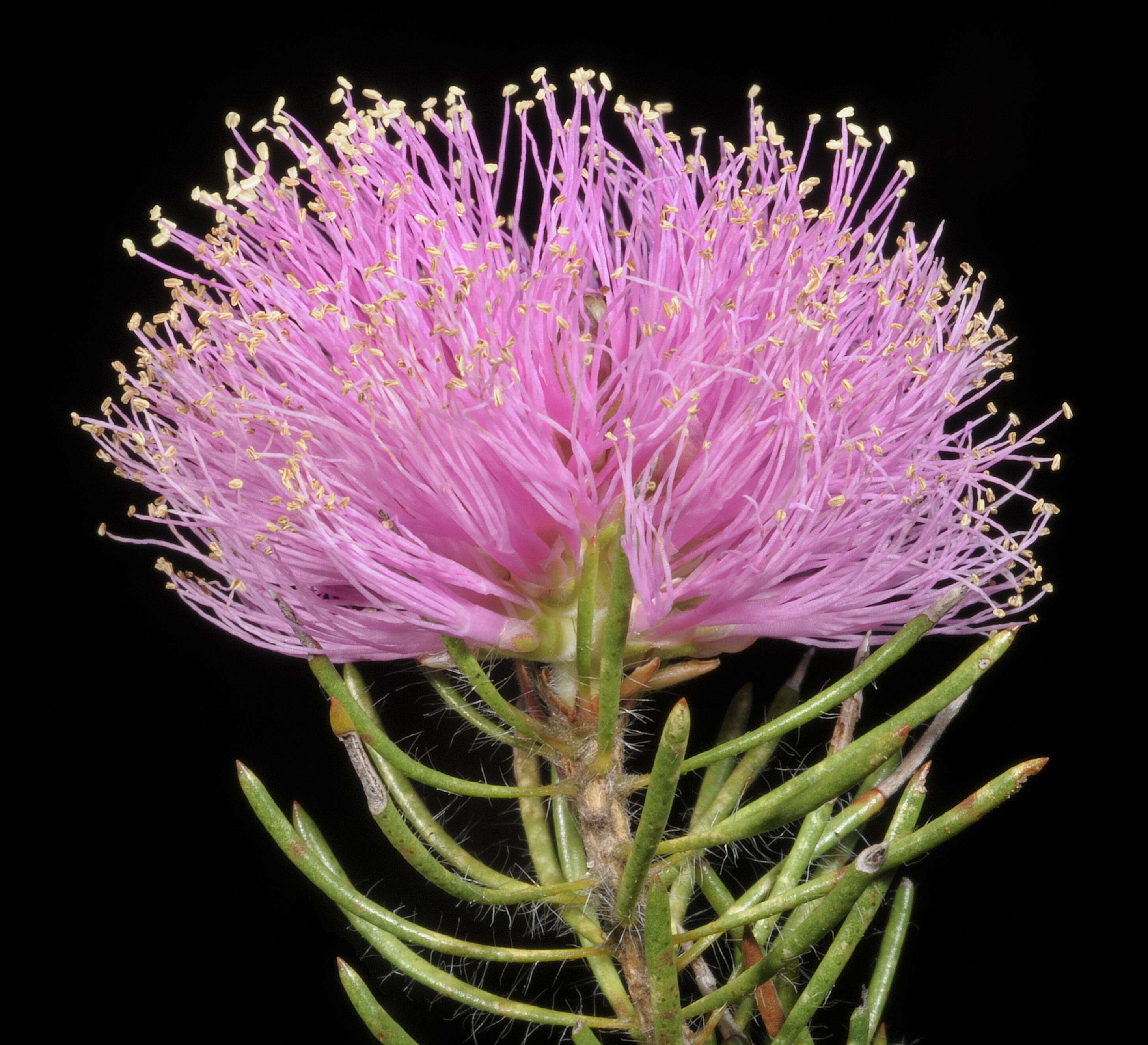 Image of Melaleuca trichophylla Lindl.