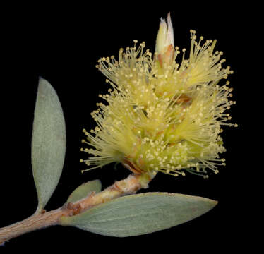 Image of Melaleuca lasiandra F. Müll.