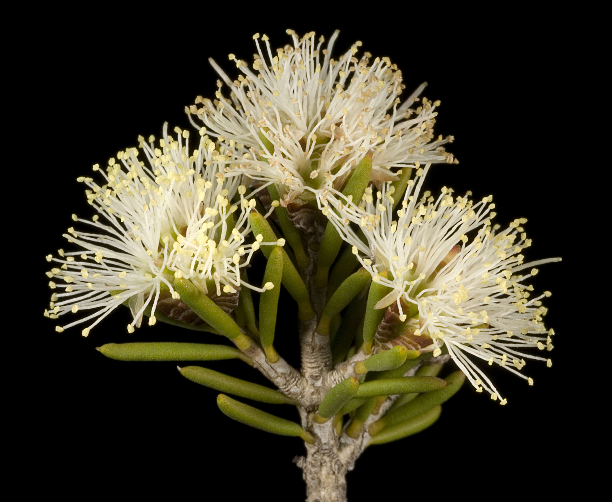 Image of Melaleuca pauperiflora F. Müll.