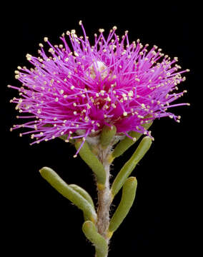 Image of Melaleuca concinna Turcz.