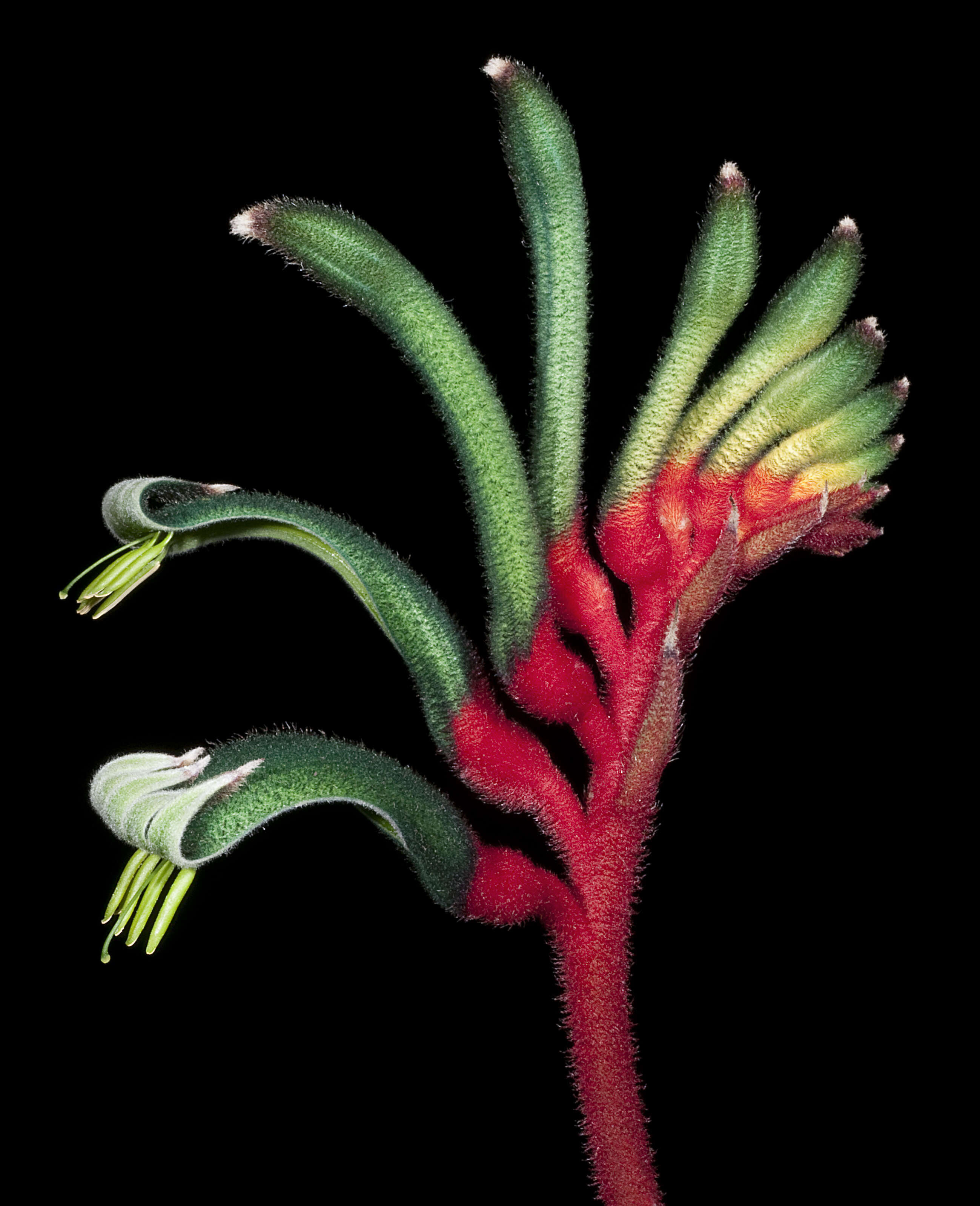 Image of Kangaroo Paw