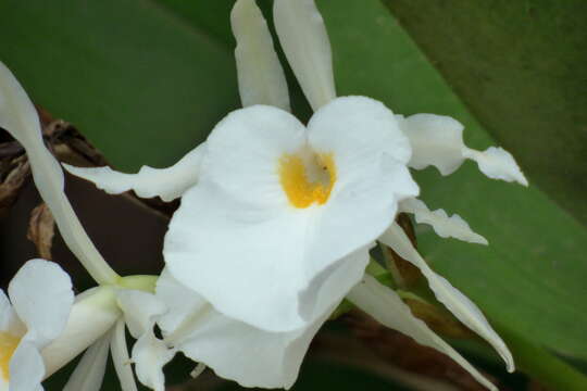 Imagem de Trichopilia fragrans (Lindl.) Rchb. fil.