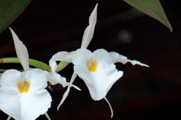 Слика од Trichopilia fragrans (Lindl.) Rchb. fil.