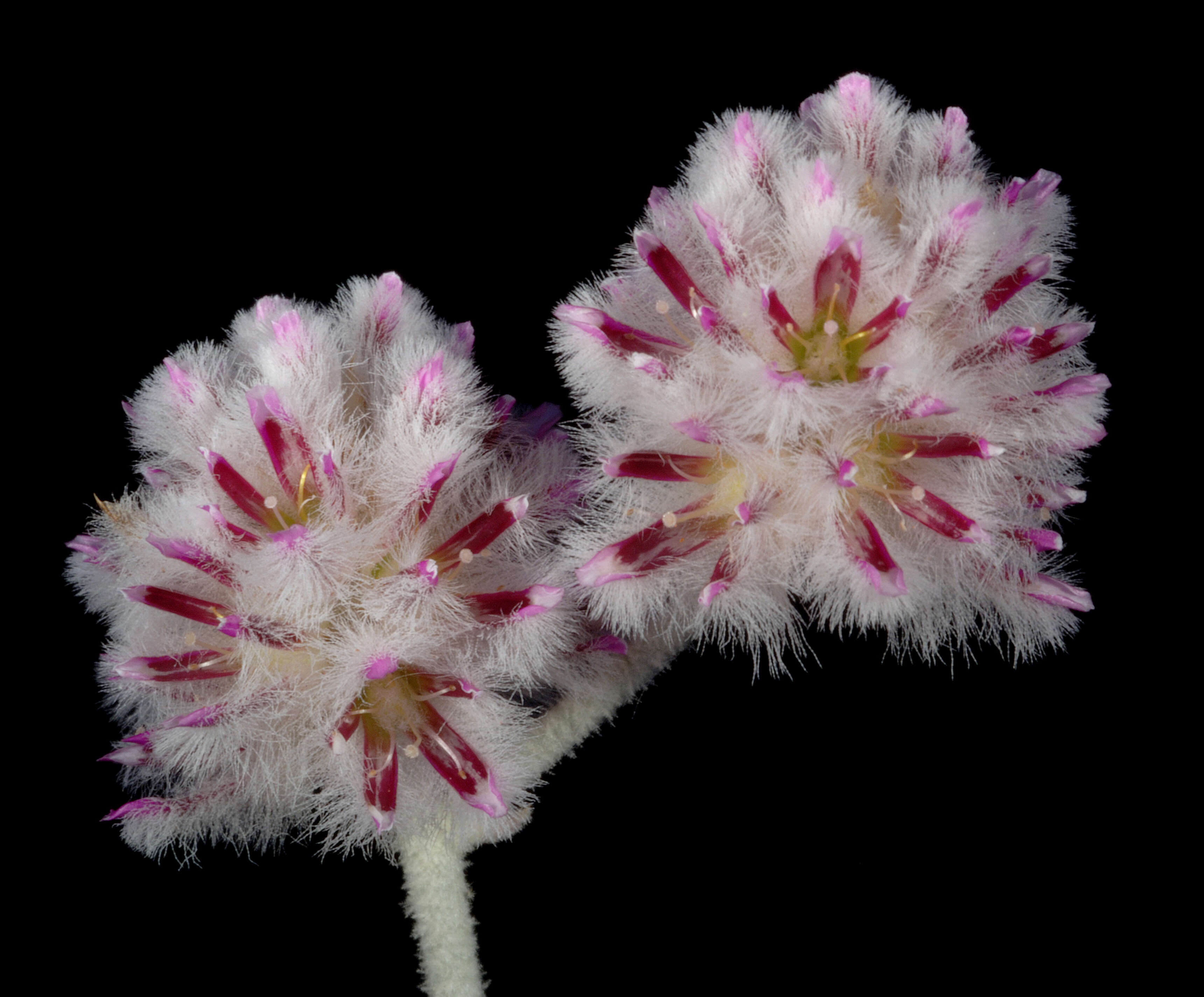 Image of Ptilotus obovatus (Gaudich.) F. Müll.