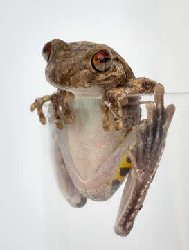 Image de Litoria rothii (De Vis 1884)