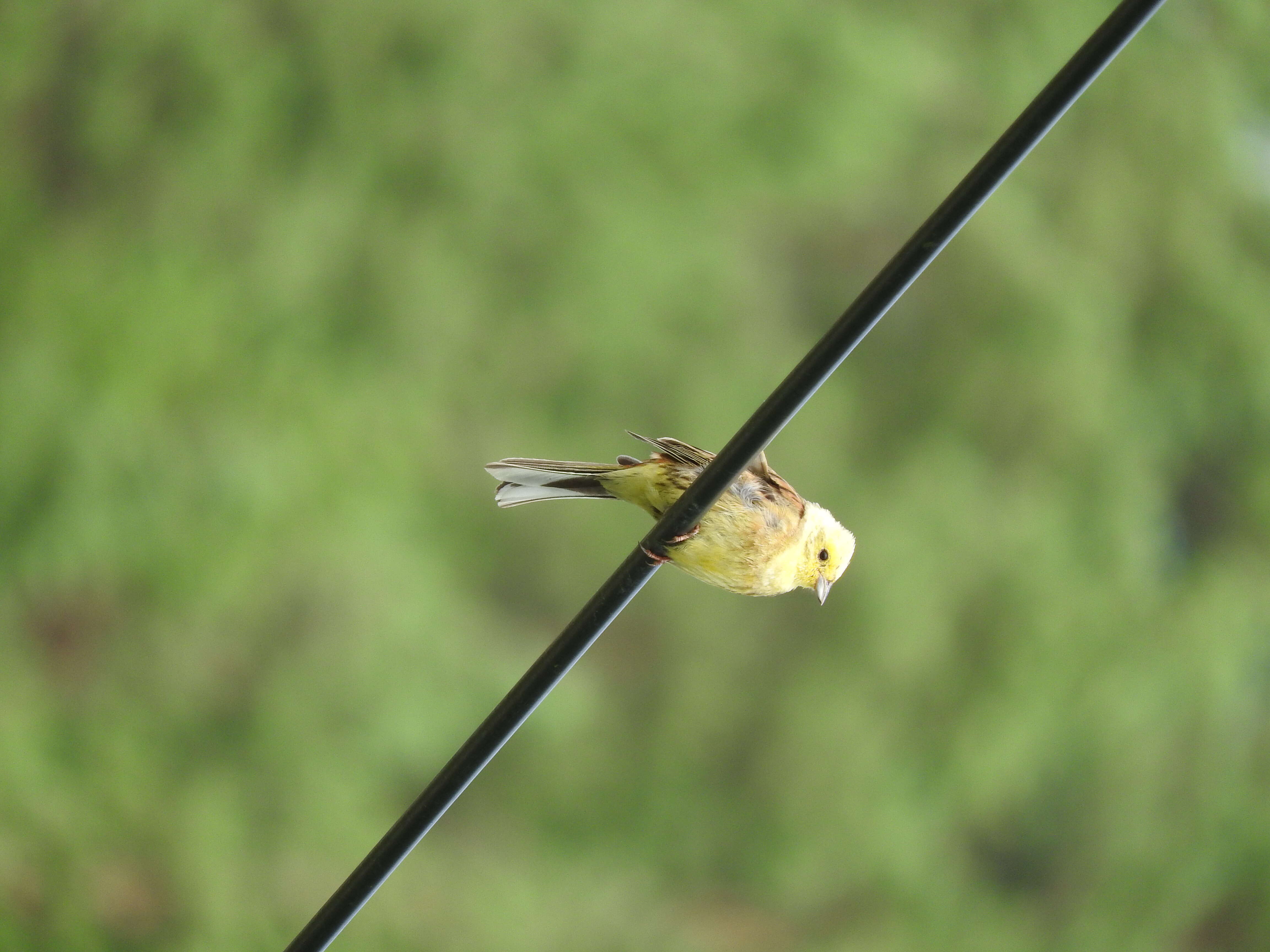 Image of Yellowhammer