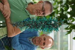 Image of Jade Vine