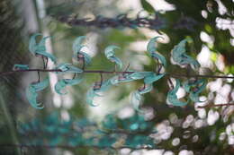 Image of Jade Vine