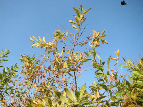 Imagem de Salix purpurea L.