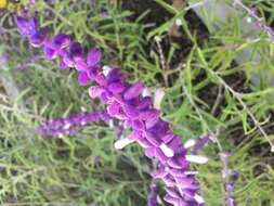 Imagem de Salvia leucantha Cav.